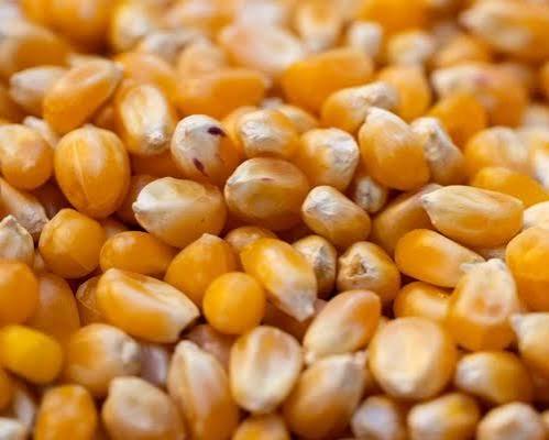 🌽 Corn (Maize – Raw, Dried)